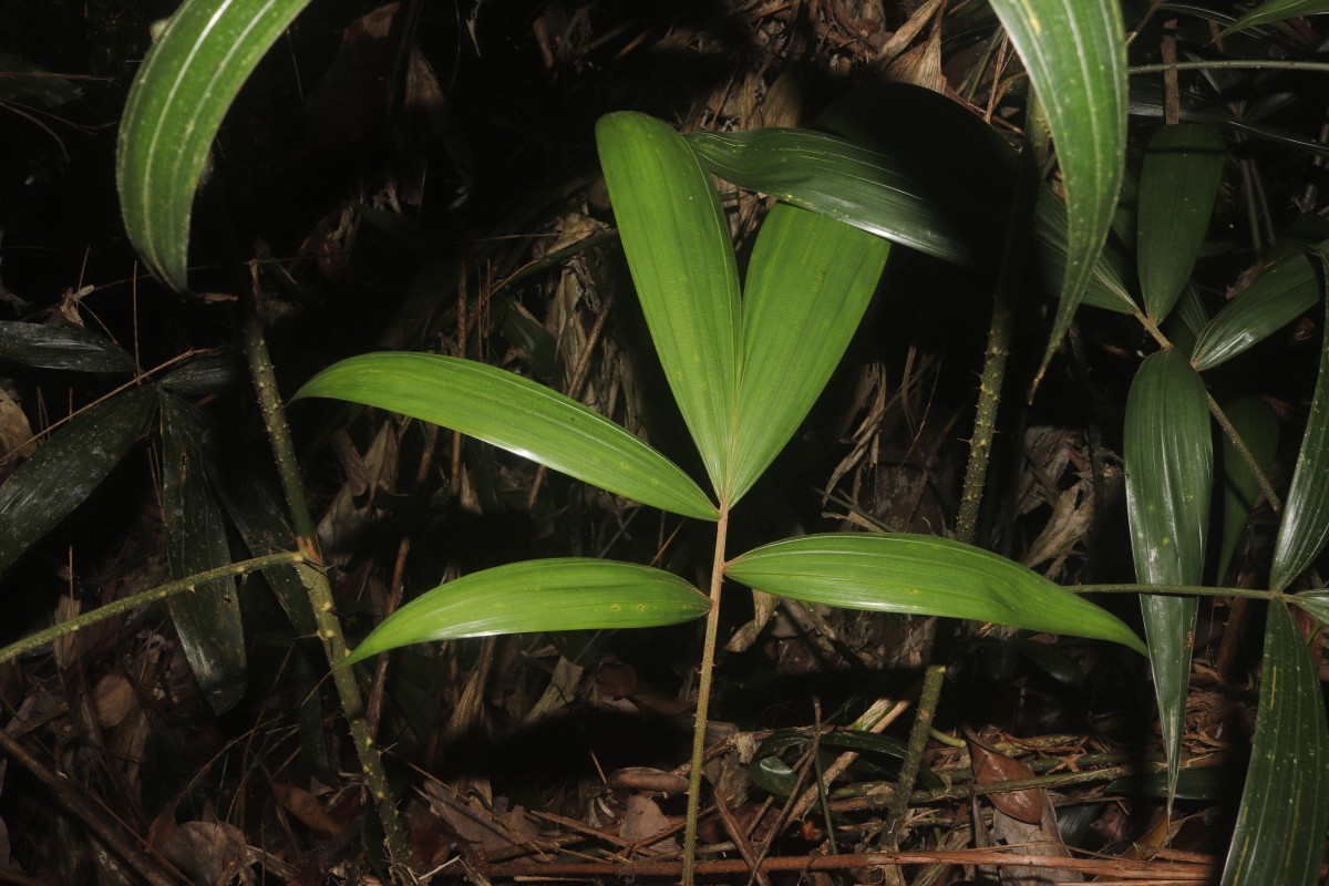 Calamus pachystemonus Thwaites